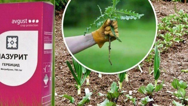 Лазурит от сорняков на картошке: инструкция по применению гербицида, отзывы про средство от травы, препарат