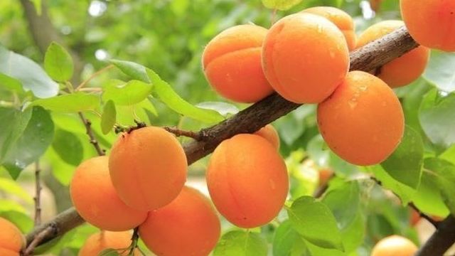 Как привить абрикос на абрикос