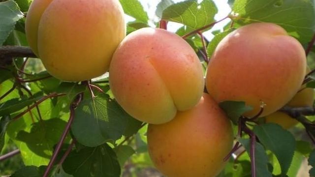 Выращивание абрикосов на Украине: оптимальные условия, лучшие ранние, поздние, низкорослые сорта, описание, правила ухода за растениями