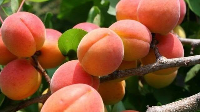 Можно ли на дачном участке выращивать абрикосы? Узнайте все секреты