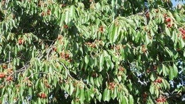 Дерево черешня: фото, описание ягод и листьев, сроки цветения, плодоношение и урожайность