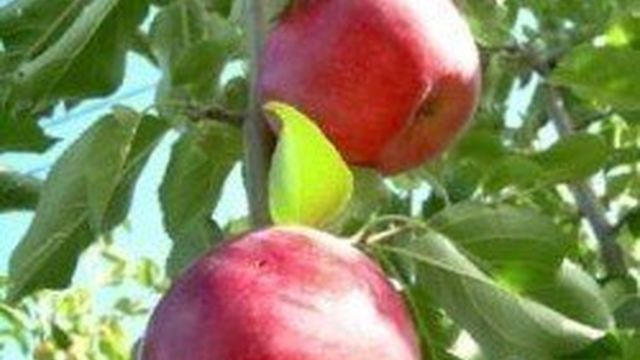 Сорта яблок — белый налив, мельба, шафран летний