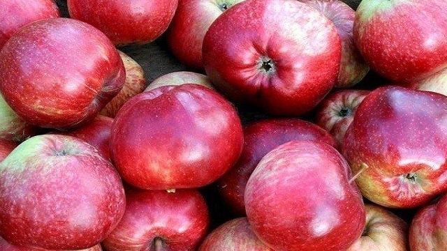 Сорта яблок, описание и фото лучших сортов яблок, фитофтора