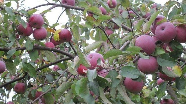 Все о яблоне белорусское малиновое