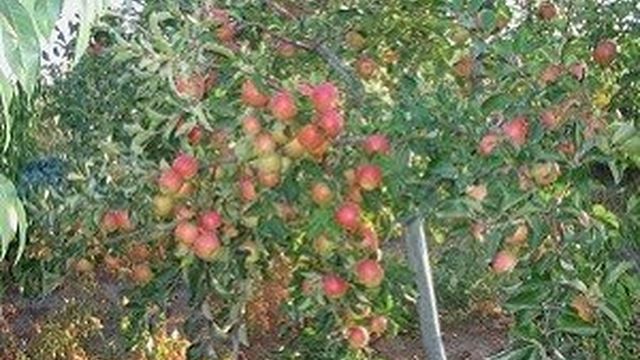 Яблоня Чемпион: фото и описание высокоурожайного сорта