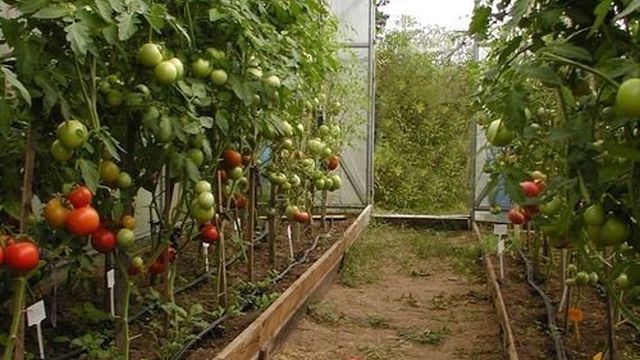 Выращивание растений в теплицах из поликарбоната