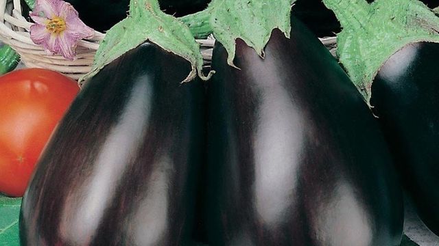 Баклажан Черный красавец: описание сорта и характеристика, фото семян Гавриш, отзывы об урожайности, выращивание и уход