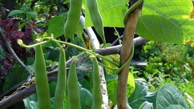 Фасоль лимская Сладкий боб: описание, выращивание, отзывы