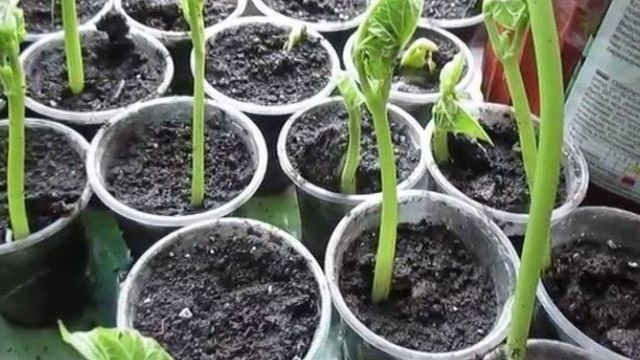 Как вырастить фасоль в домашних условиях, проращивание рассады, особенности ухода за растением
