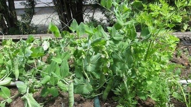 Выращивание гороха на даче: выбор сорта, посадка и уход