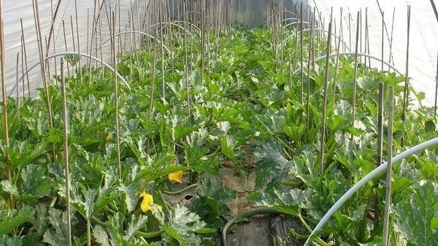 Уход за кабачками в теплице: как правильно выращивать с видео