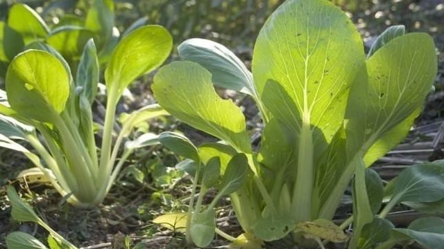 Выращивание капусты пак-чой: характеристика и полезные свойства, особенности посадки, правила ухода, болезни и вредители