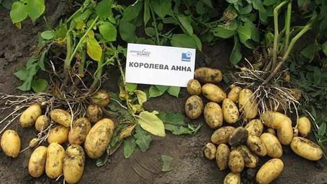 Лучшие сорта картофеля для Сибири