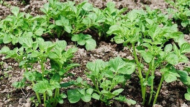 Картофель Жуковский ранний: описание и характеристика сорта, урожайность с фото