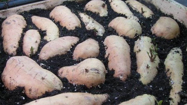 Сладкий картофель батат — выращивание, посадка, размножение