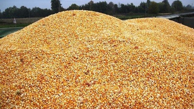 Урожайность кукурузы: сколько можно собрать с 1 га