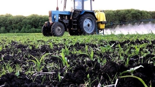 Гербициды на кукурузу: довсходовые, имеющие почвенный эффект, ацетохлор и другие и какие необходимы для защиты от сорняков, как применять для обработки культуры
