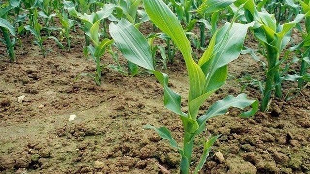 Удобрение кукурузы: как и чем лучше подкормить или оросить