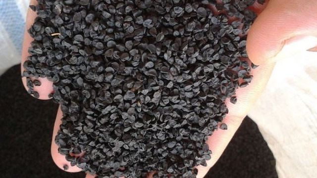 Как вырастить лук-чернушку из семян и когда убирать с грядки