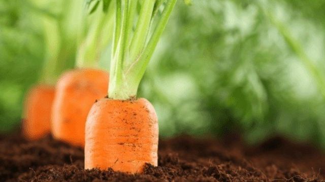 Прополка моркови: что это такое, как легко и быстро провести процедуру, а также советы, как правильно срезать сорняки ножницами, чем можно бороться с мокрицей?