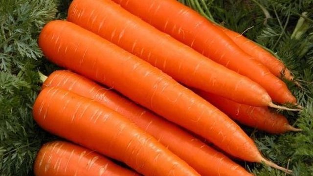 Морковь «лагуна»