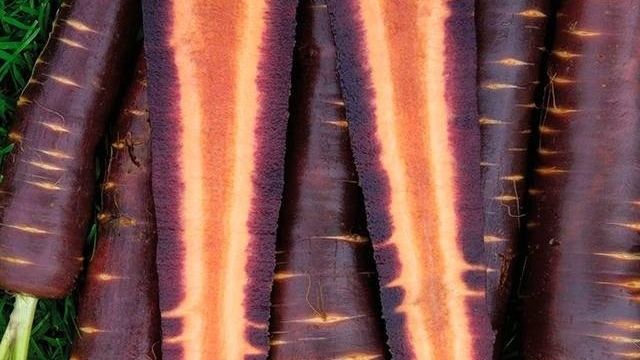 Фиолетовая морковь: описание сорта с фото, отзывы