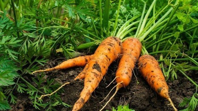 Уборка моркови — практические рекомендации и советы