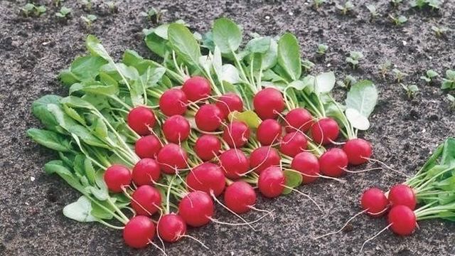 Сорта редиса для теплиц: лучшие семена, выращивание и отзывы, какие сажать весной