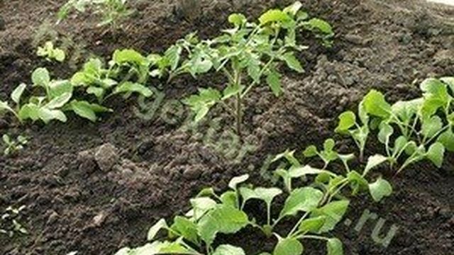 Посев и выращивание редиса в теплице на приусадебном участке, особенности уборки урожая и ухода за редисом