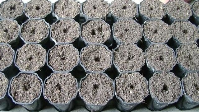 Выращивание редиски на подоконнике: можно ли вырастить дома в горшке, как сажать семена в квартире, что делать, если вытянулась, а также условия и схема посадки