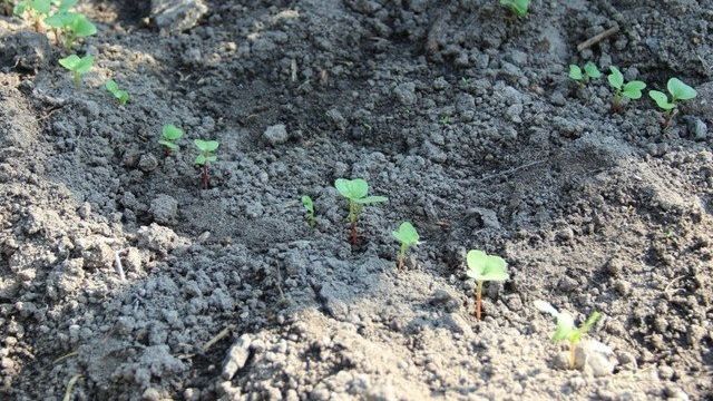 Выращивание редиса осенью в теплице и открытом грунте