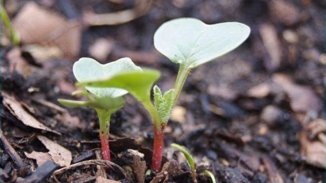 Как сажать редиску в открытый грунт, посадка и уход, выращивание и сорта редиса