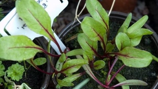 Как садить свёклу рассадой: от выбора семян до высадки в грунт