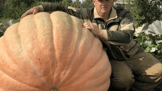 Самые большие тыквы в мире: сколько весит наиболее тяжёлый рекордсмен