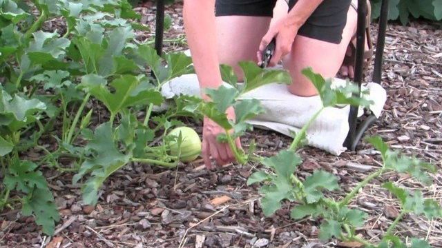 Как прищипывать тыкву: в открытом грунте, видео