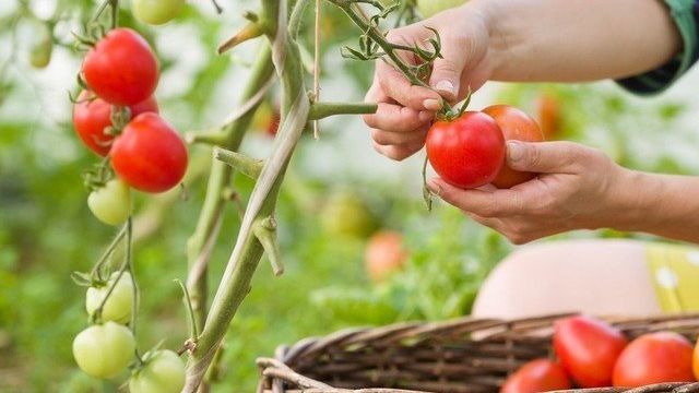 10 самых важных советов по выращиванию томатов