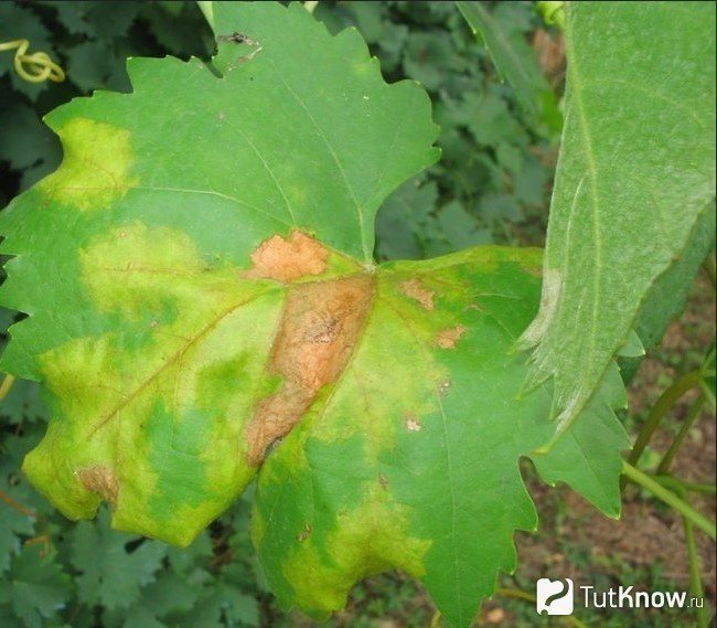 Желтые пятна на листьях винограда