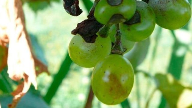 Болезни винограда: признаки, причины и лечение