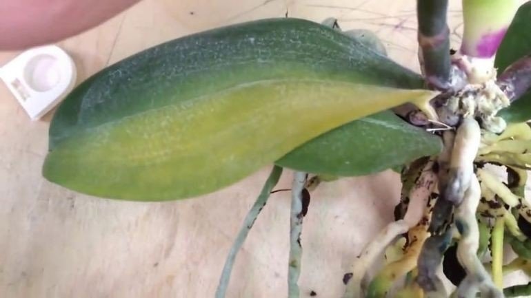 Орхидея фаленопсис корни