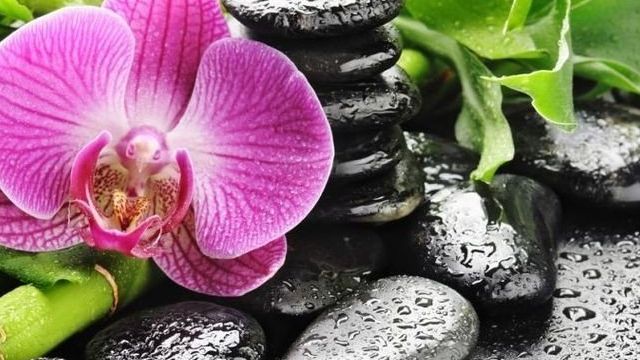 Заболевания орхидей: как определить и как лечить болезни