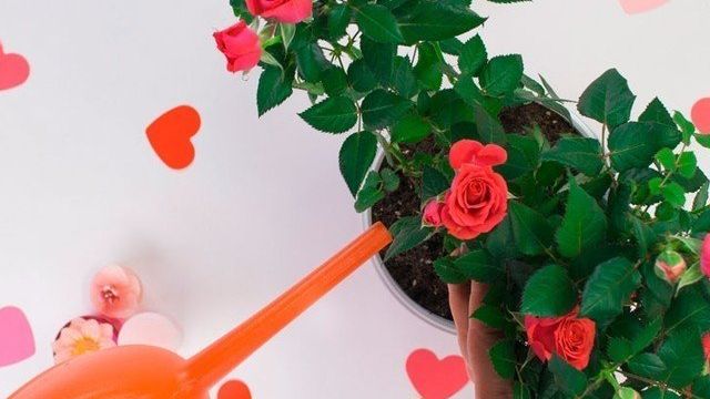 Какое удобрение подойдет комнатным розам и как правильно вносить подкормку