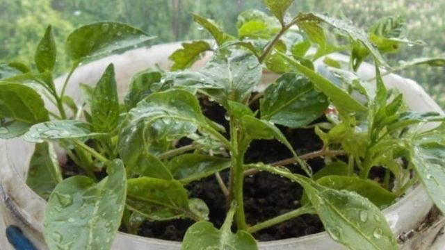 Обработка помидор нашатырным спиртом: можно ли поливать удобрением, как подкармливать в огороде, применение аммиака для томатов, дозировка подкормки
