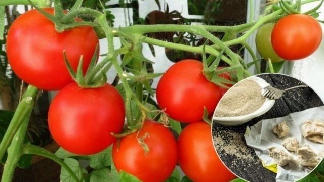 Как правильно подкормить томаты дрожжами в теплице, в открытом грунте Видео