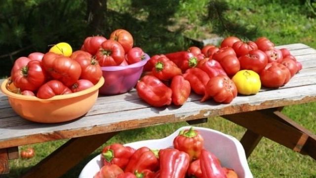 Удобрение для рассады томатов и перца