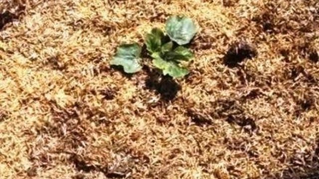 Высадка рассады арбузов в открытый грунт: как правильно и когда высаживать пошагово с фото
