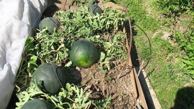Сорт арбуза огонек: посадка и выращивание в открытом грунте