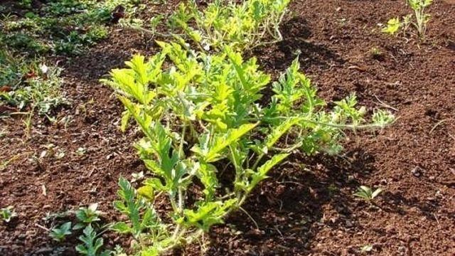 Выращивание арбузов