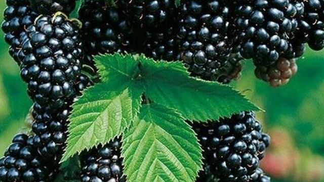 Ежевика блэк сатин: описание сорта, уход за растением, посадка и выращивание