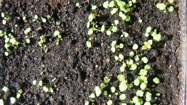 Земляника из семян: выращивание рассады, сорта и основные ошибки