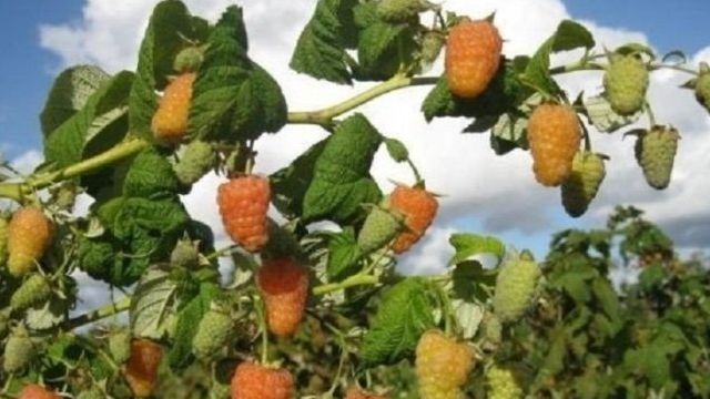 Малина Оранжевое Чудо: описание и фото сорта, особенности посадки и ухода за ремонтантной ягодой, а также отзывы садоводов о выращивании сорта